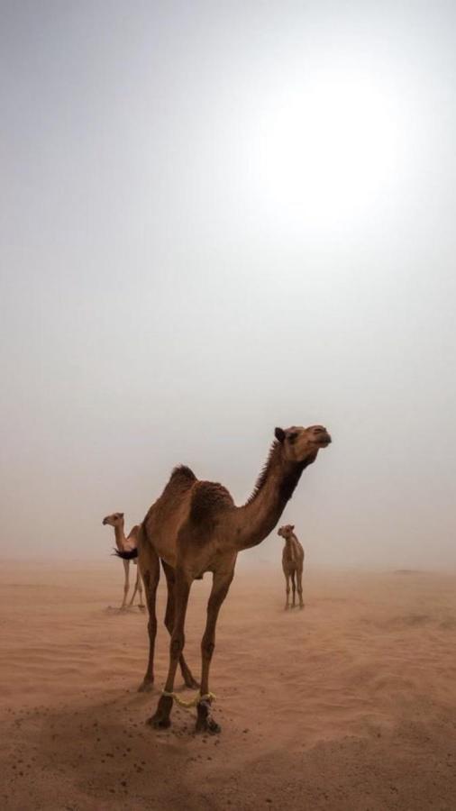 Wadirum Zeid Camp&Tours Wadi Rum Esterno foto