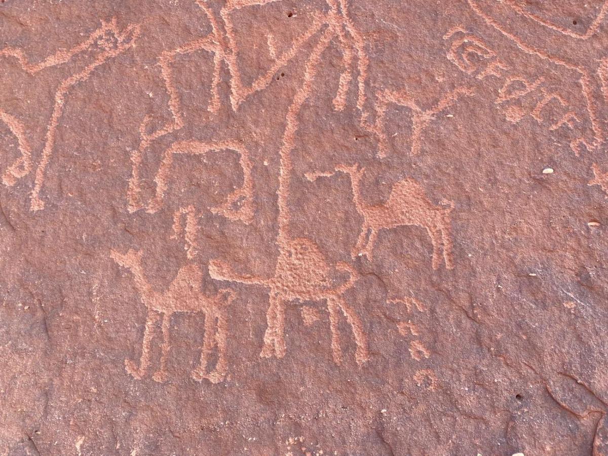 Wadirum Zeid Camp&Tours Wadi Rum Esterno foto